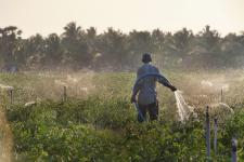 Irrigation project in Ghana