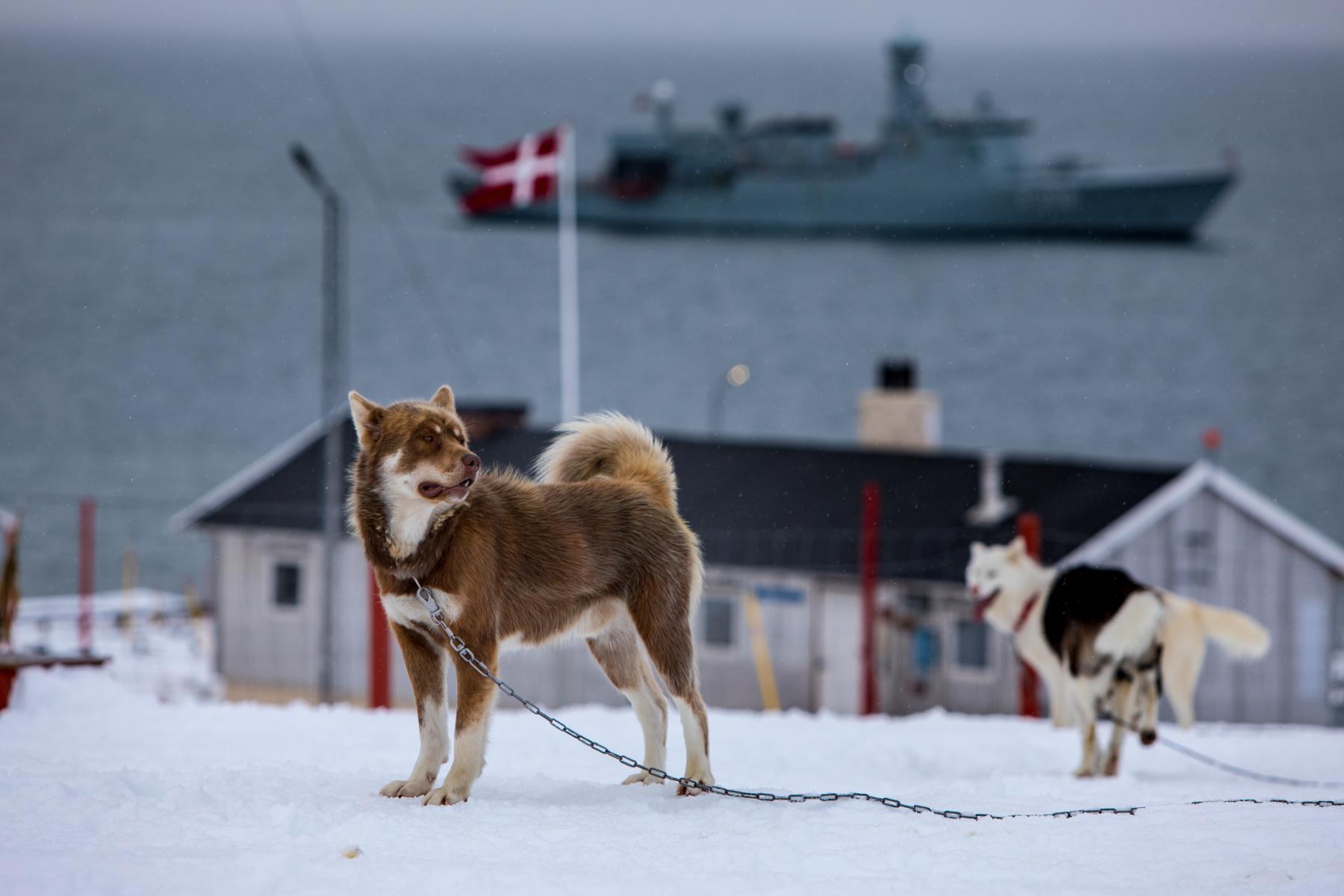daneborg-sirius-patruljen-slædehund-grønland