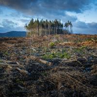 fire in australian forrest because of climate change